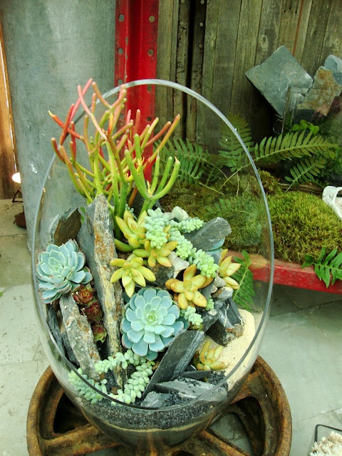 a rounded glass planter with lots of succulents and cacti, leaves and driftwood is a stylish centerpiece or decoration