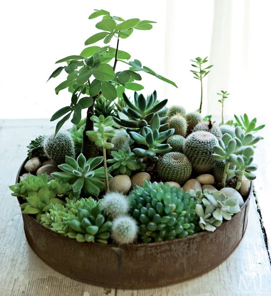 a tin can with lots of greenery, cacti and succulents plus pebbles looks very harmonious and very stylish