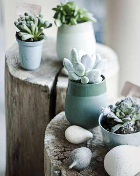 potted succulents in curved striped planters look very chic and very refined, modern style-like