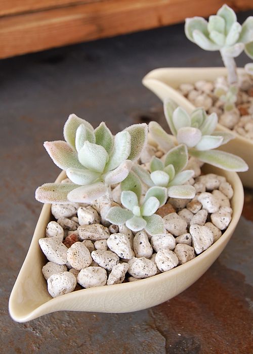 sauce pans with pebbles and succulents are stylish decorations to go for and can be used to accent tablescapes