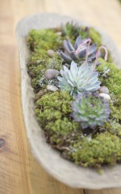 a wooden bowl with moss, succulents and pebbles is a natural and a bit rustic decoration