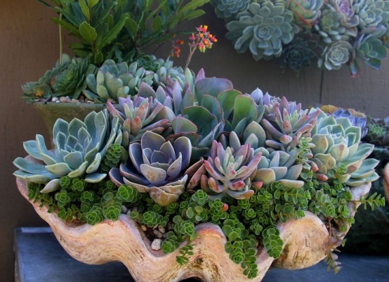 a giant seashell with succulents and various greenery is a spectacular decoration to go for