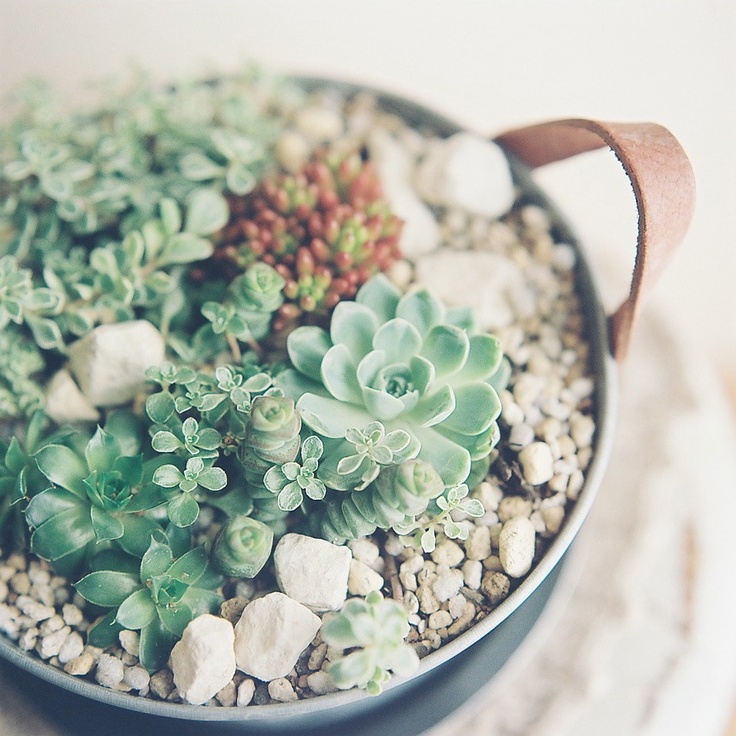 a bowl with leather handles, succulents and pebbles is a stylish decoration for a modern or boho space and it looks chic