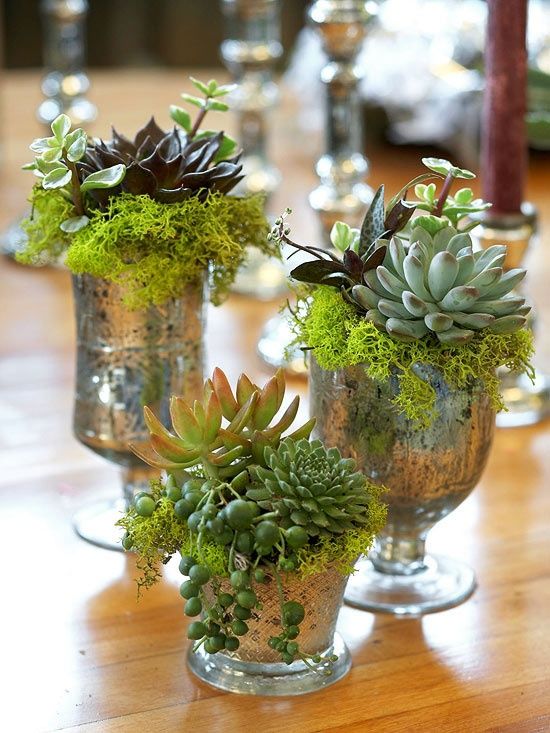 How To Display Succulents: 30 Cute Examples - DigsDigs