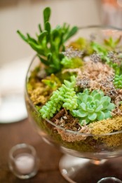 a glass bowl with moss, greenery and succulents is a stylish modern centerpiece to rock or just a cool decoration
