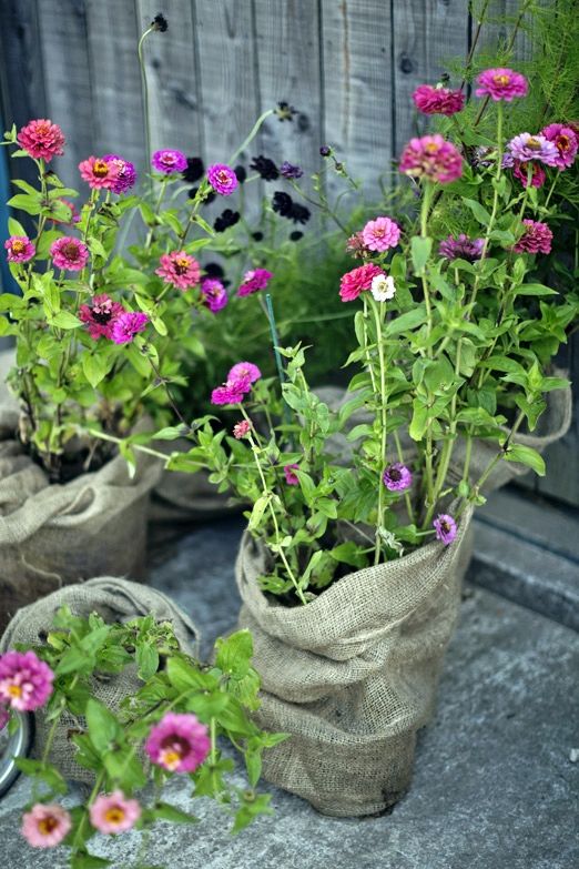 bright blooms planted in burlap sacks can be used for indoor and outdoor decor and will add a bright touch and a cozy rustic feel to the space