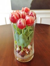 a clear vase with bright red tulips growing from bulbs is a simple and timeless spring decoration or centerpiece