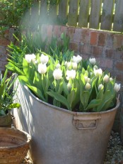 a white metal bathtub with white tulips is a cozy rustic decoration for spring, plant them inside