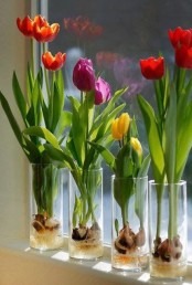 clear glasses with colorful tulips growing from bulbs will refresh your windowsill or will make a bold centerpiece for a party