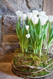 white tulips growing in a piece of moss covered with vines are a beautiful spring decoration to recreate