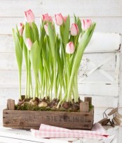pink tulips growing in a simple wooden crate are a great spring or Easter decoration to rock