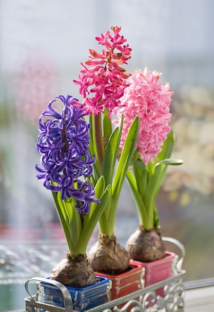 a forged stand with colorful planters with matching hyacinths is a bright and bold idea for a spring space