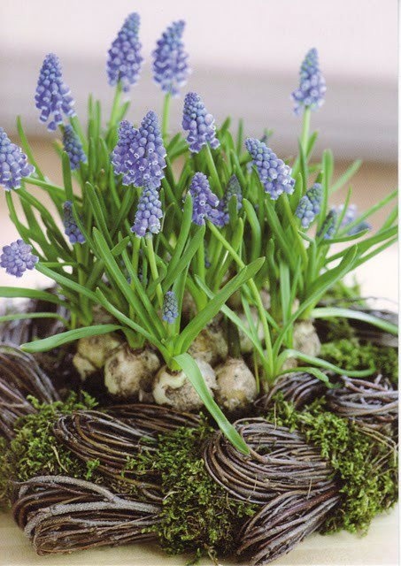 a vine nest with moss and lots of hyacinths is a lovely rustic idea that will bring a fresh spring feel to the space