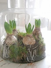 a glass jar with moss and hyacinths is a woodland-style decoration for a spring space