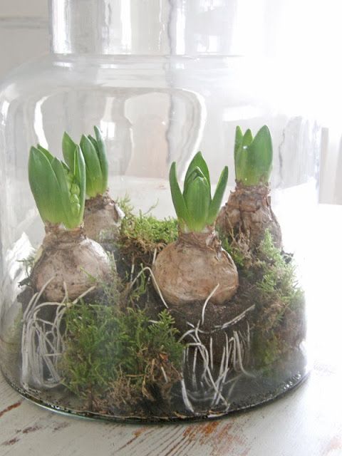 a glass jar with moss and hyacinths is a woodland-style decoration for a spring space