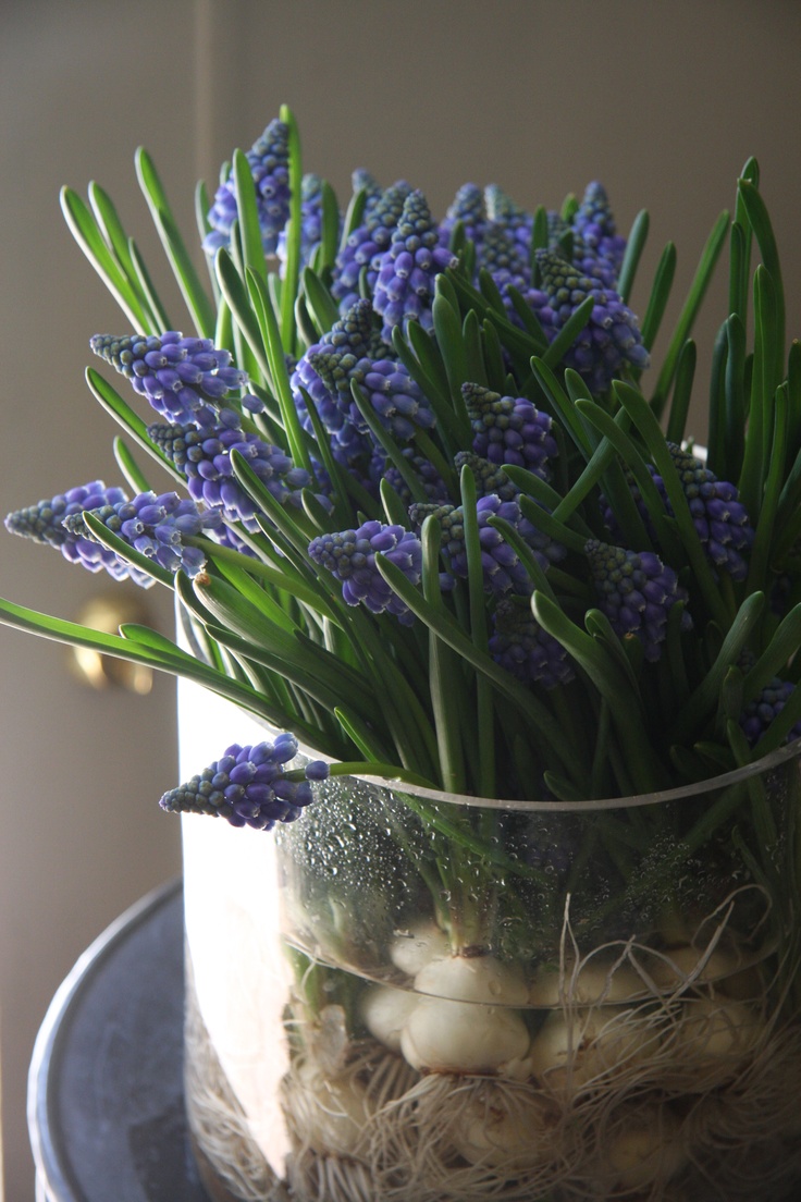 a large glass vase with lots of purple hyacinths will bring a strong spring feel to the space and make it fresh and bold