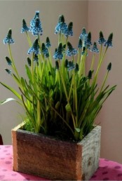 a rough wooden box with blue hyacinths is a pretty decoration or centerpiece that you can make yourself