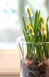 a glass vase with white hyacinths is a lovely centerpiece or decoration for spring, rock it anytime