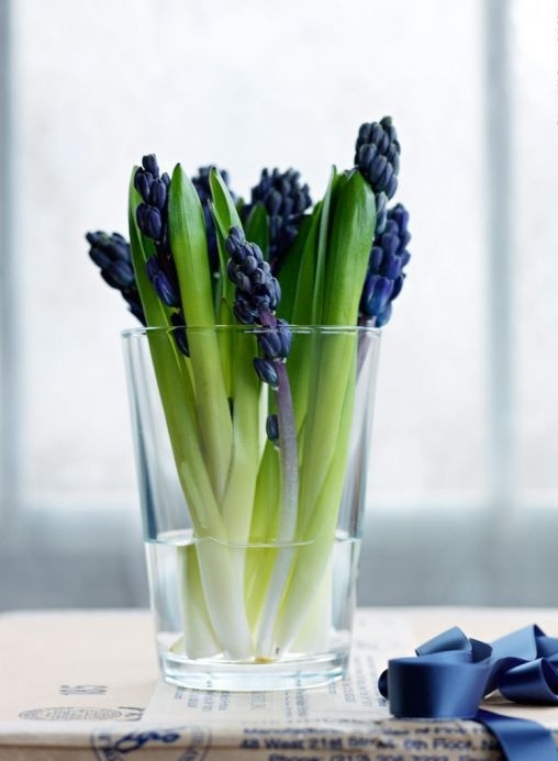 a sheer glass with purple hyacinths is a pretty and very fast and easy decoration for your space