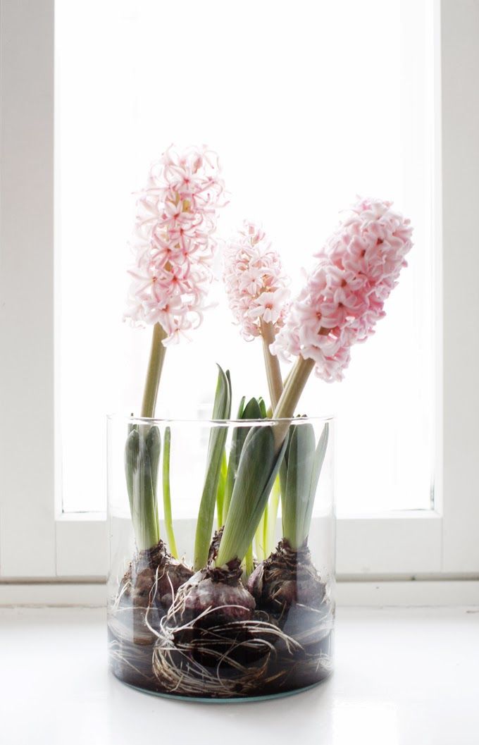 a glass with pink hyacinths is a lovely and fresh spring decor idea to rock