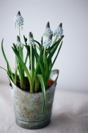 rust metal planter with blue hyacinths is a lovely spring decor idea that you can rock