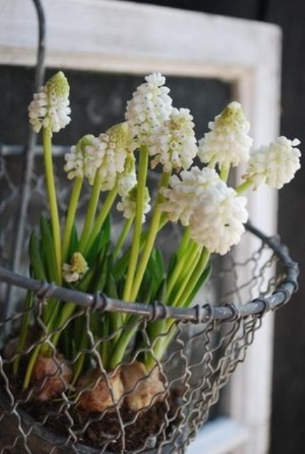 a wire basket with hay and white hyacinths is a rustic spring decoration to rock