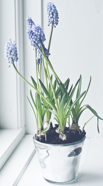 a glas planter with purple hyacinths is a lovely way to add a spring touch to the space and make it fresh