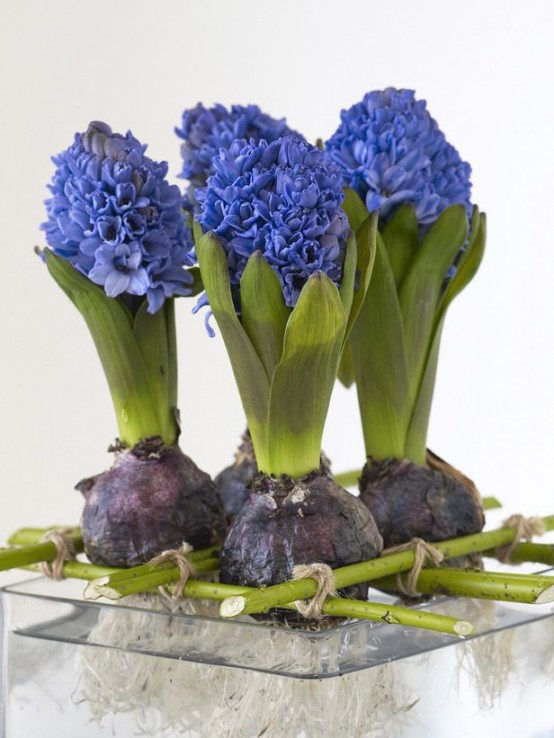 a glass bowl with stems and purple hyacinths placed on them is a very catchy and unusual decor idea