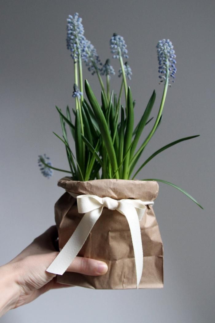 potted blue hyacinths wrapped in kraft paper and with a bow is a cute spring gift or just interior decoration to rock