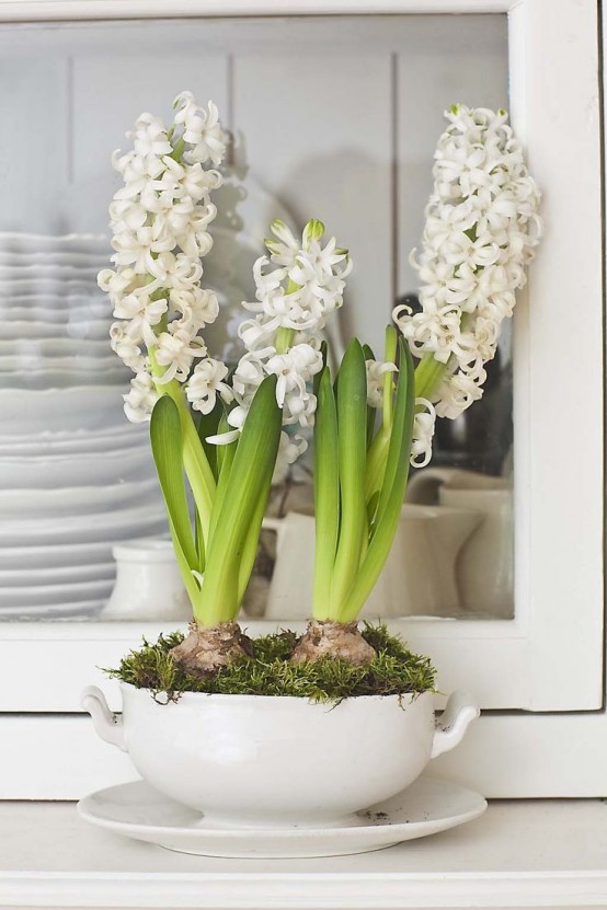 a white soup bowl with white hyacinths and moss is a lovely rustic centerpiece or decoration for spring with a vintage feel
