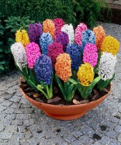 a porcelain bowl with lots of colorful hyacinths is an amazing and bold decoration for outdoors, can be rocked indoors too