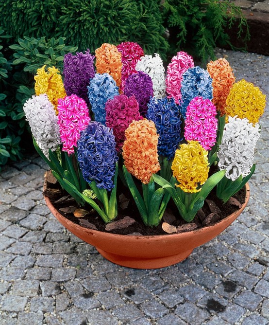 a porcelain bowl with lots of colorful hyacinths is an amazing and bold decoration for outdoors, can be rocked indoors too