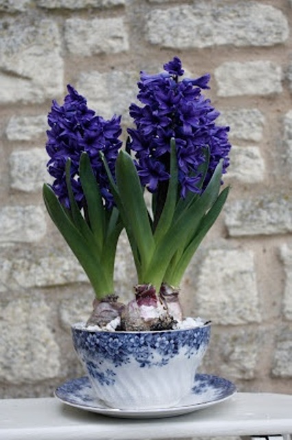 a blue floral teacup with purple hyacinths will bring a touch of color and spring to the space