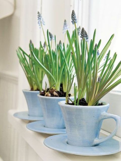 pretty blue teacups with blue hyacinths are amazing decoration for your windowsill, whatever room you choose