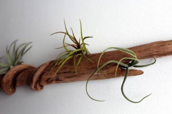 a driftwood holding air plants is a cool idea for any space, they don't require any soil