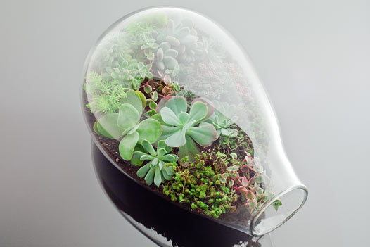 Kiwi Terrarium