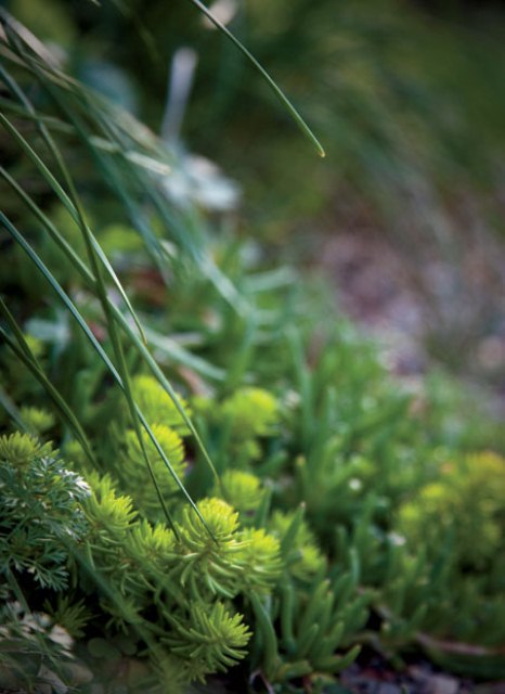 Living Roof Design A Real Rooftop Oasis