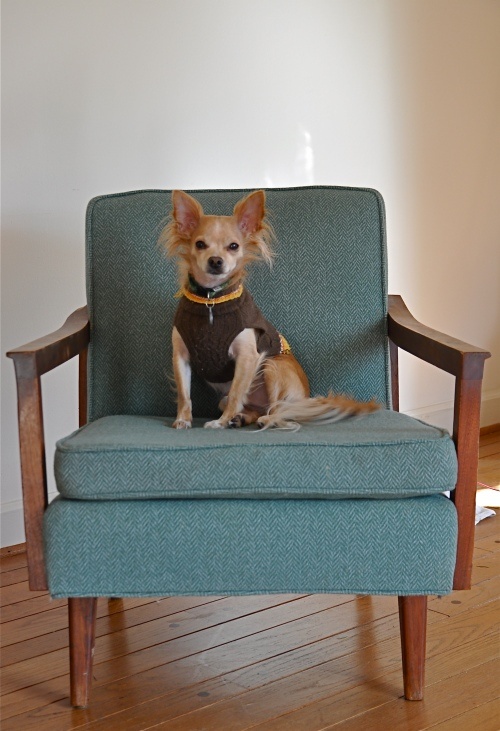 a mid-century modern chair with stained legs and armrests and blue upholstery is a catchy and chic idea to try