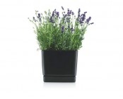 Minimalist Black Flowerpots From Bodum