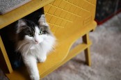 Modern Cozy Frank Cat House With Eco Friendly Design