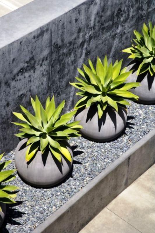 round concrete planters with succulents are perfect to line up any path or other space in your outdoors
