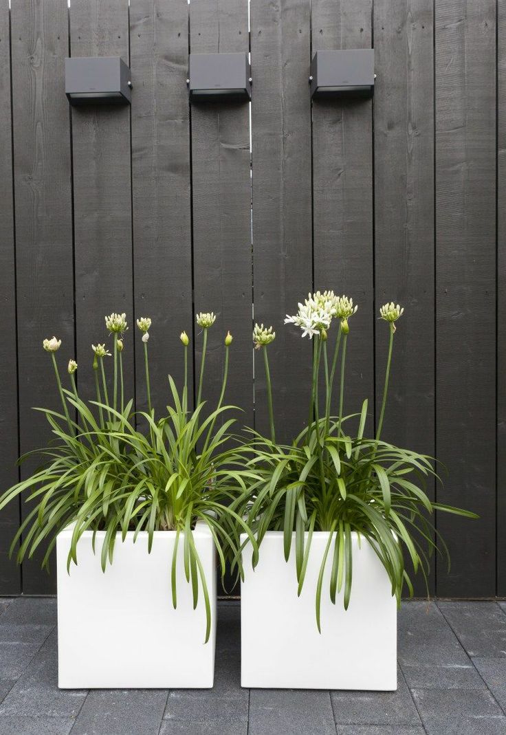 large white square planters with blooms look chic and very elegant, they refresh any outdoor space