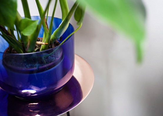 Narcissus Vases With Mirror Lenses Around The Plant