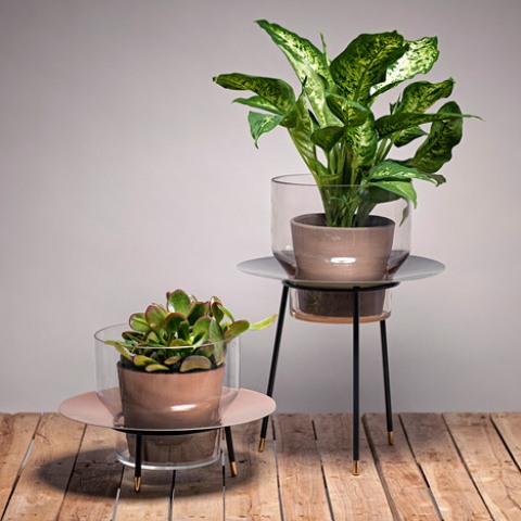 Narcissus Vases With Mirror Lenses Around The Plant