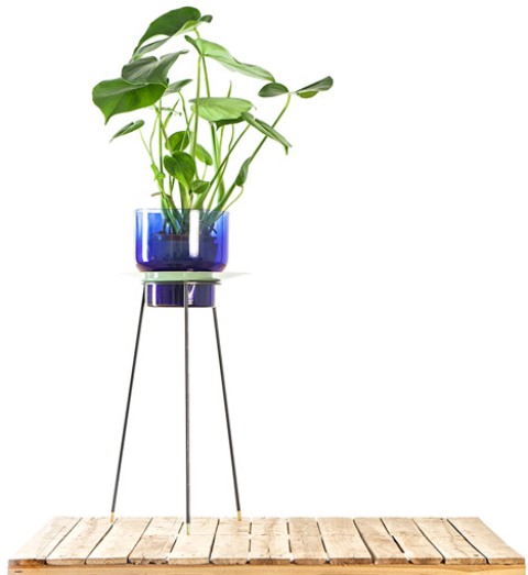 Narcissus Vases With Mirror Lenses Around The Plant