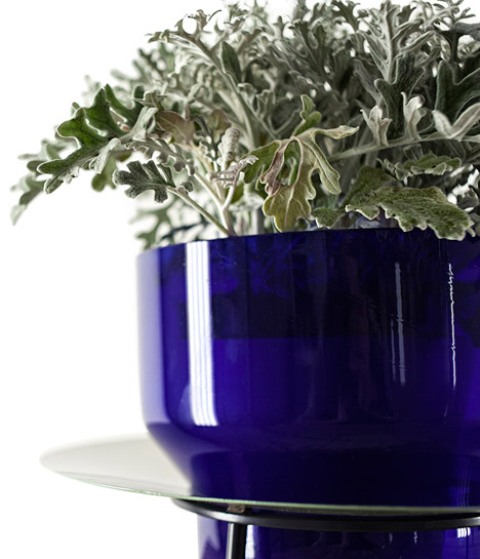 Narcissus Vases With Mirror Lenses Around The Plant