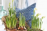lovely and chic Scandinavian spring decor with potted bulbs, greenery and blue printed textiles in a wire basket