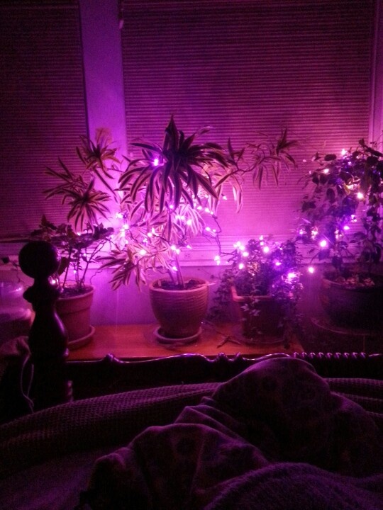 purple lights placed on the plants add color and brign magic to your bedroom