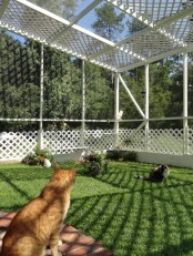 a large cat patio with a green lawn, blooms and greenery planted, cat trees and beds at various levels