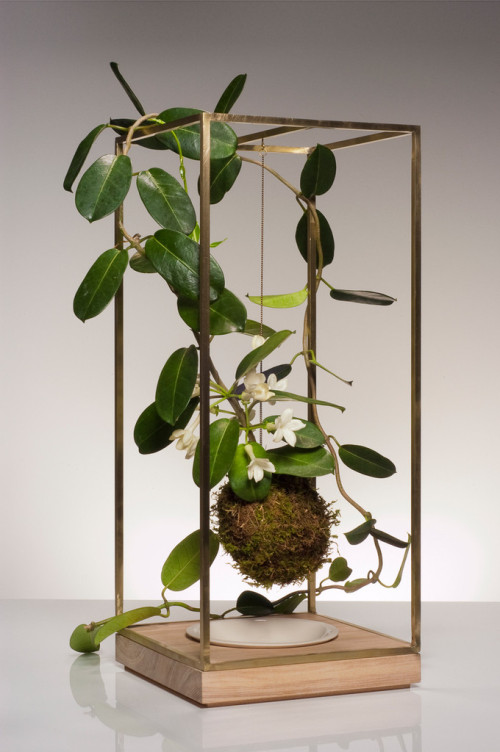 Sculptural Plant Bondage To Bring Nature Inside